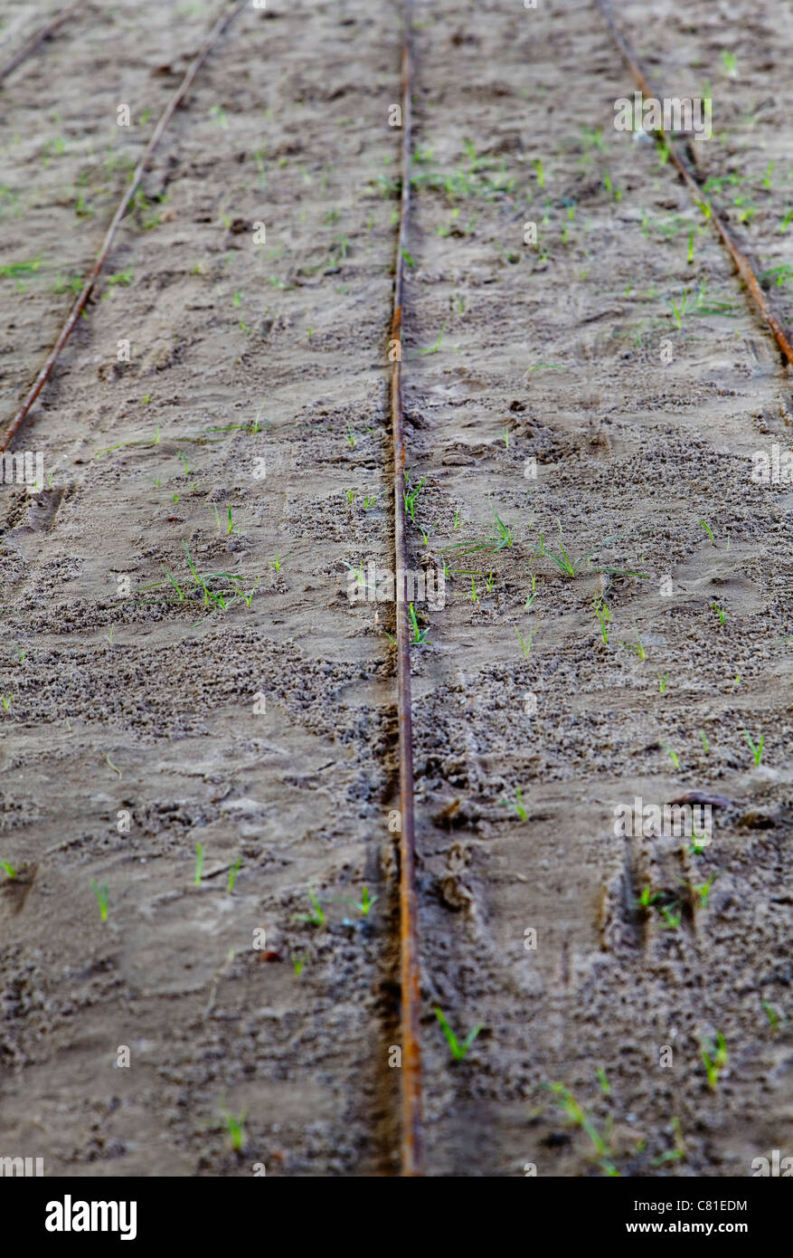 Rusty steel rods hard moist sand tram lines texture, grass shoots, landscape portrait, horizontal or vertical background texture Stock Photo