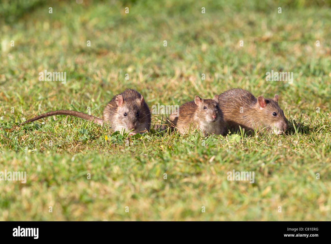 Quoridor hi-res stock photography and images - Alamy