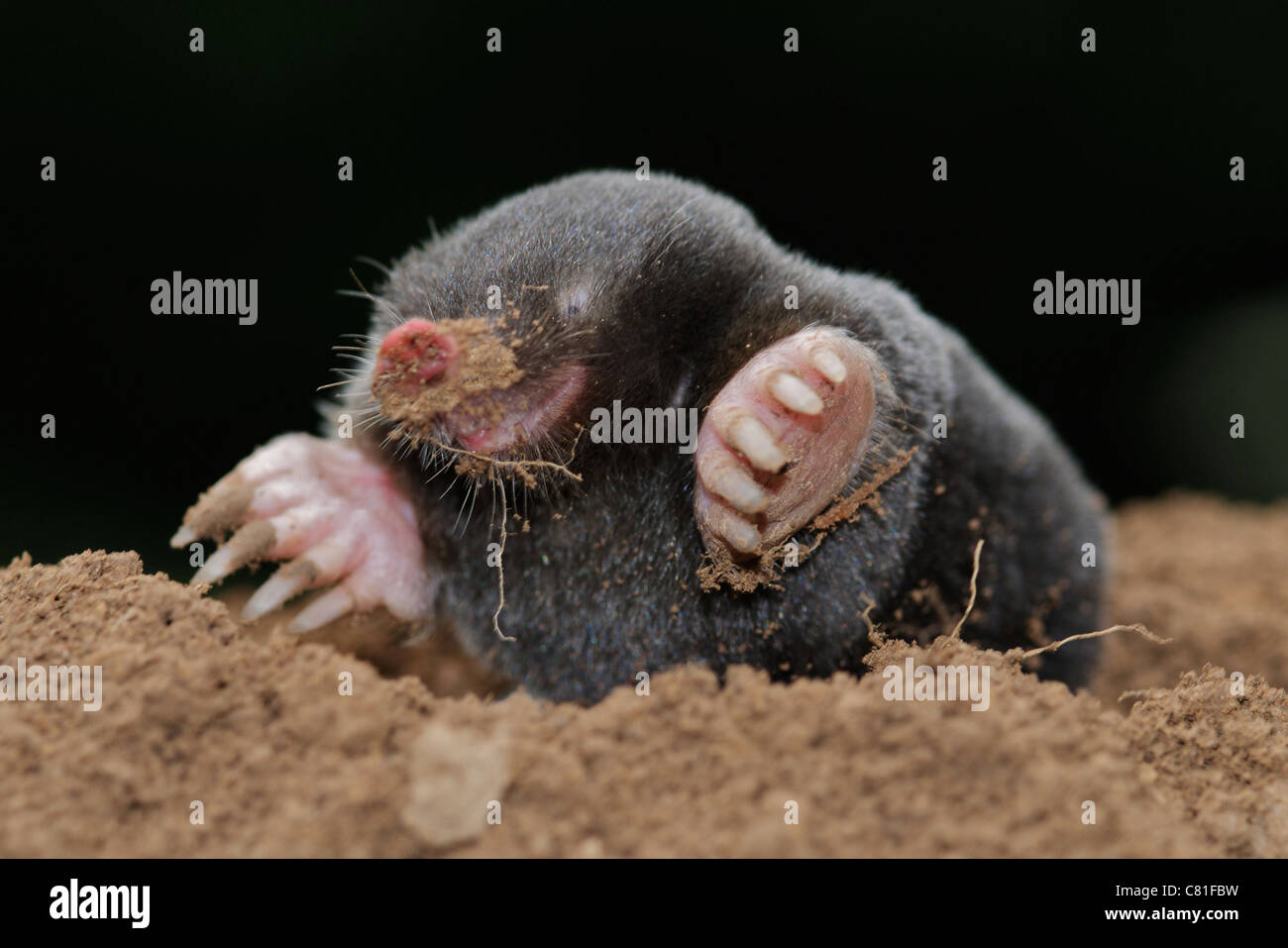 MOLE Common Mole (Talpa europaea) Common mammal but rarely seen the mole spends most of its life below ground... Stock Photo