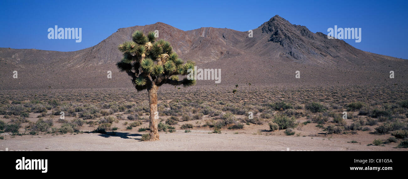 Joshua Tree, Death Valley National Park, California Stock Photo