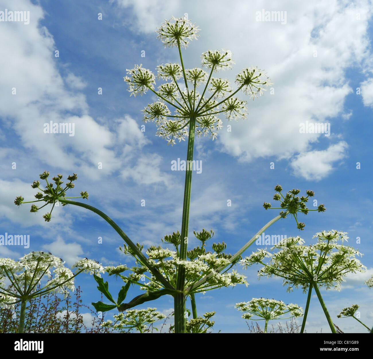 Cow Parsley in the Sun Stock Photo