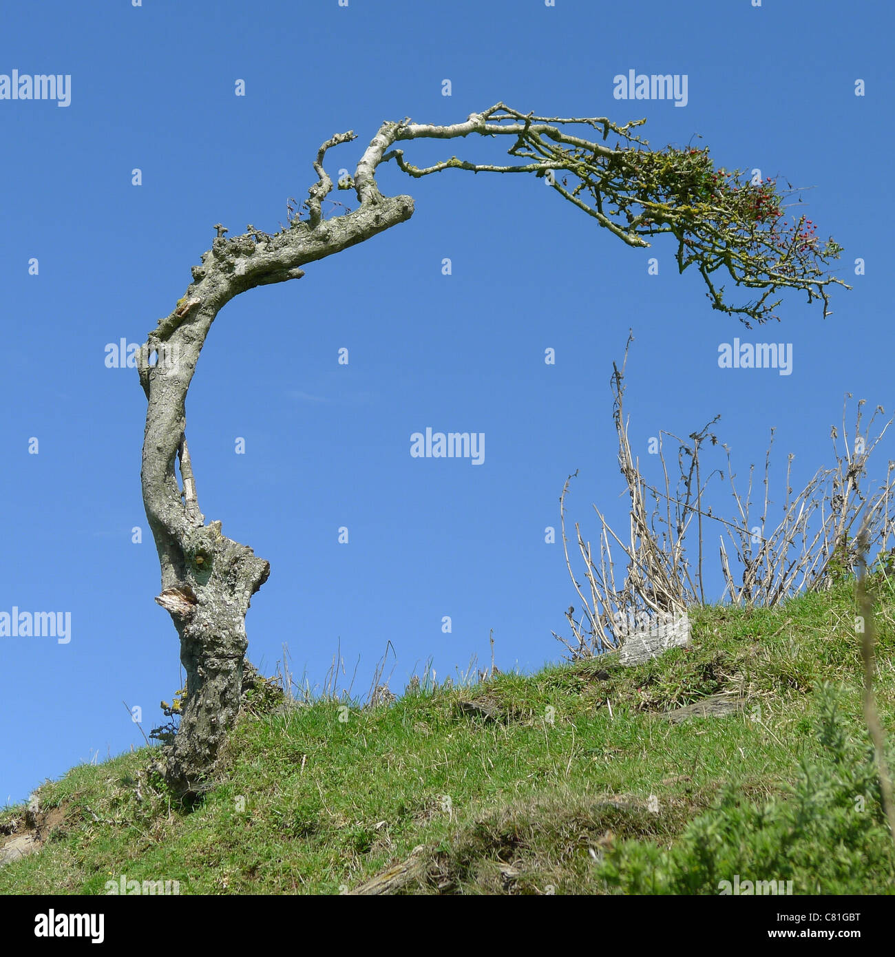 Tree Bent Prevailing Wind Wind Hi Res Stock Photography And Images Alamy