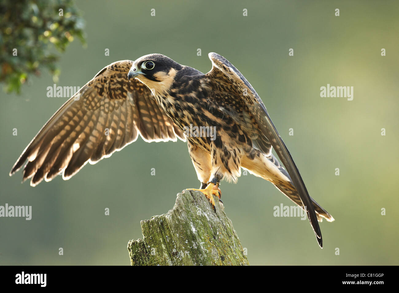 A backlit captive Hobby Falco subbuteo with wings outstreched, Stock Photo