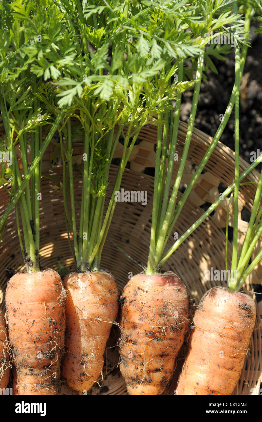 Organically grown carrots Stock Photo Alamy