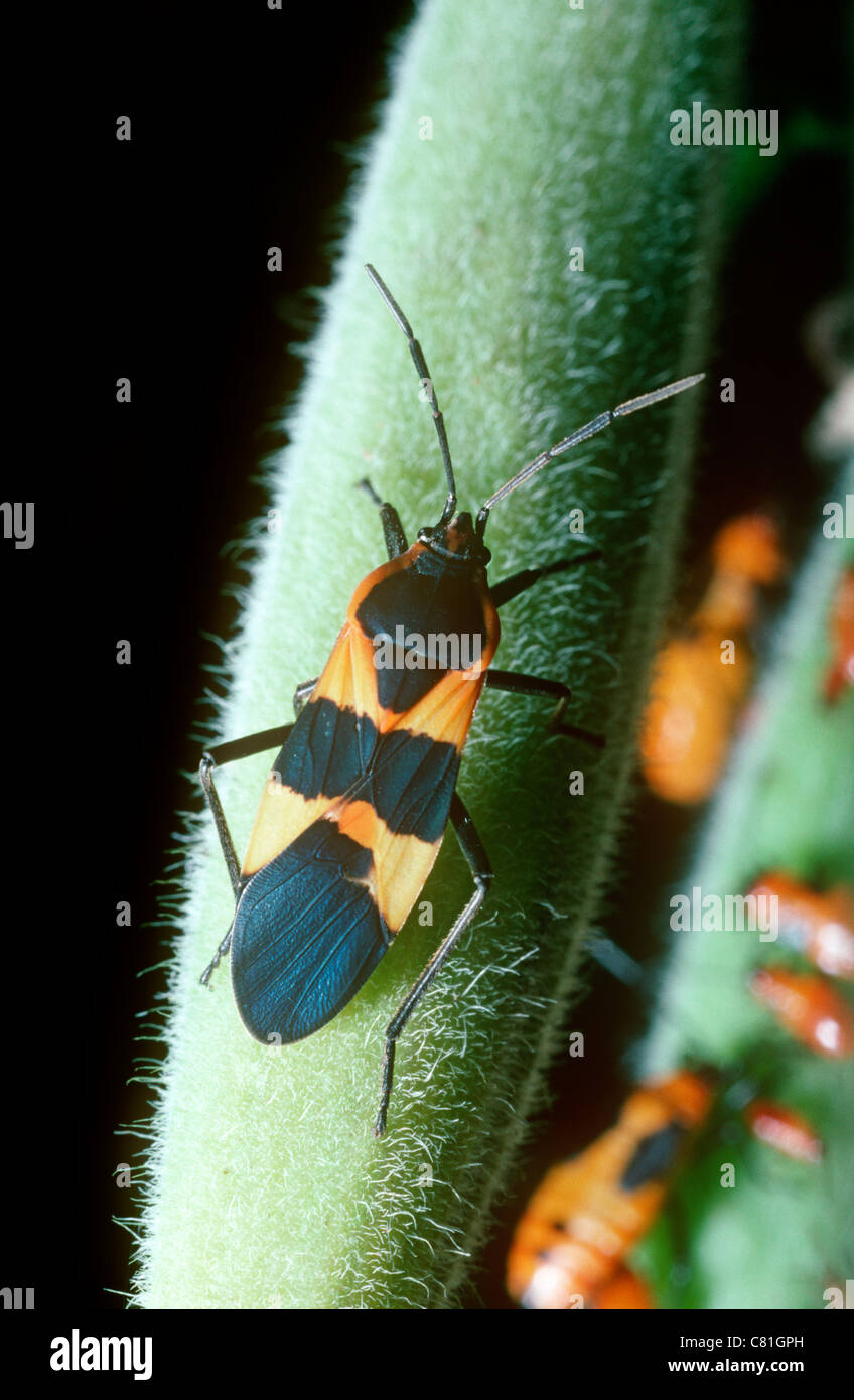 Large milkweed bug (Oncopeltus fasciatus: Lygaeidae), warningly ...