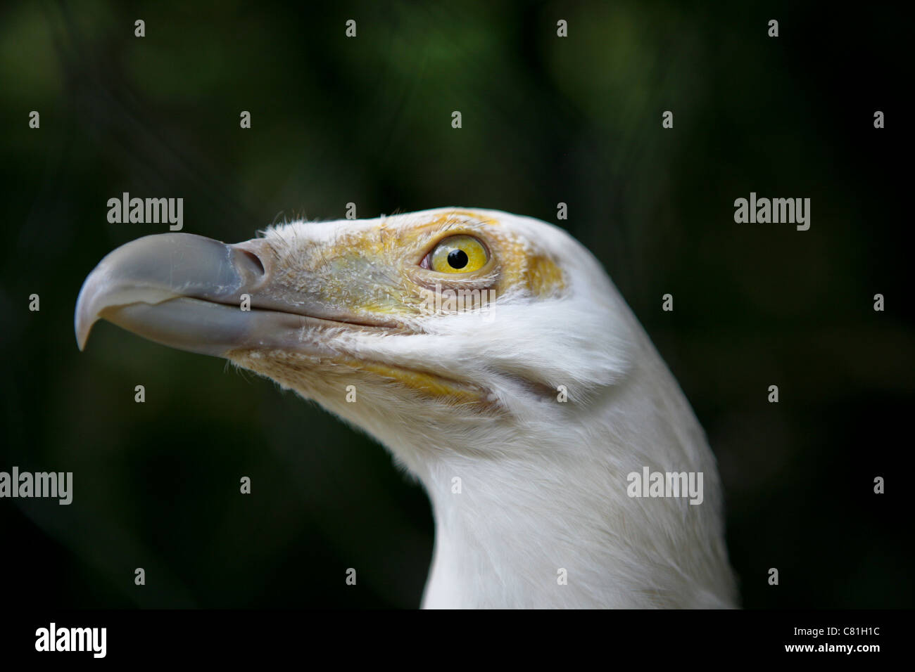 Gypohierax angolensis, Palm-nut Vulture / Vulturine Fish Eagle. Head of a white vulture, dark background. Stock Photo