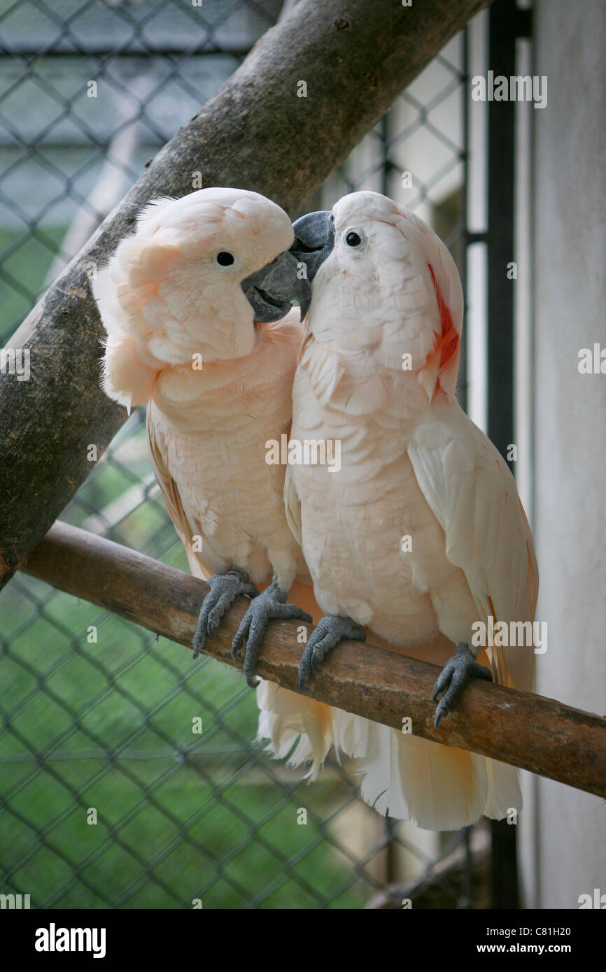 Cacatua moluccensis - Moluccan / Salmon-crested Cockatoo - Two caged pink cockatoos on a perch Stock Photo
