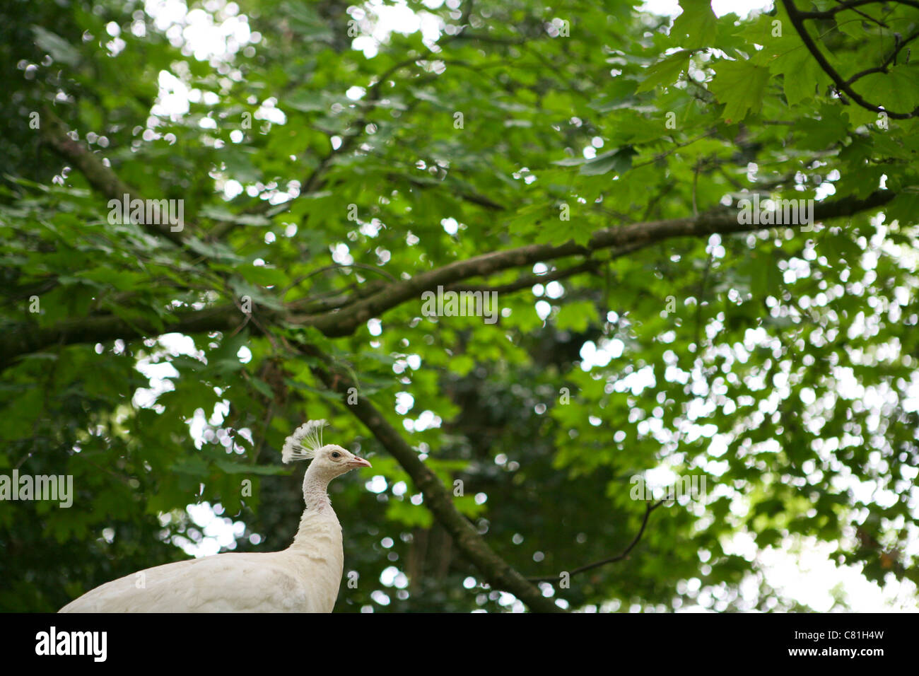 Pavo cristatus - white peafowl / peacock with green leafy background Stock Photo