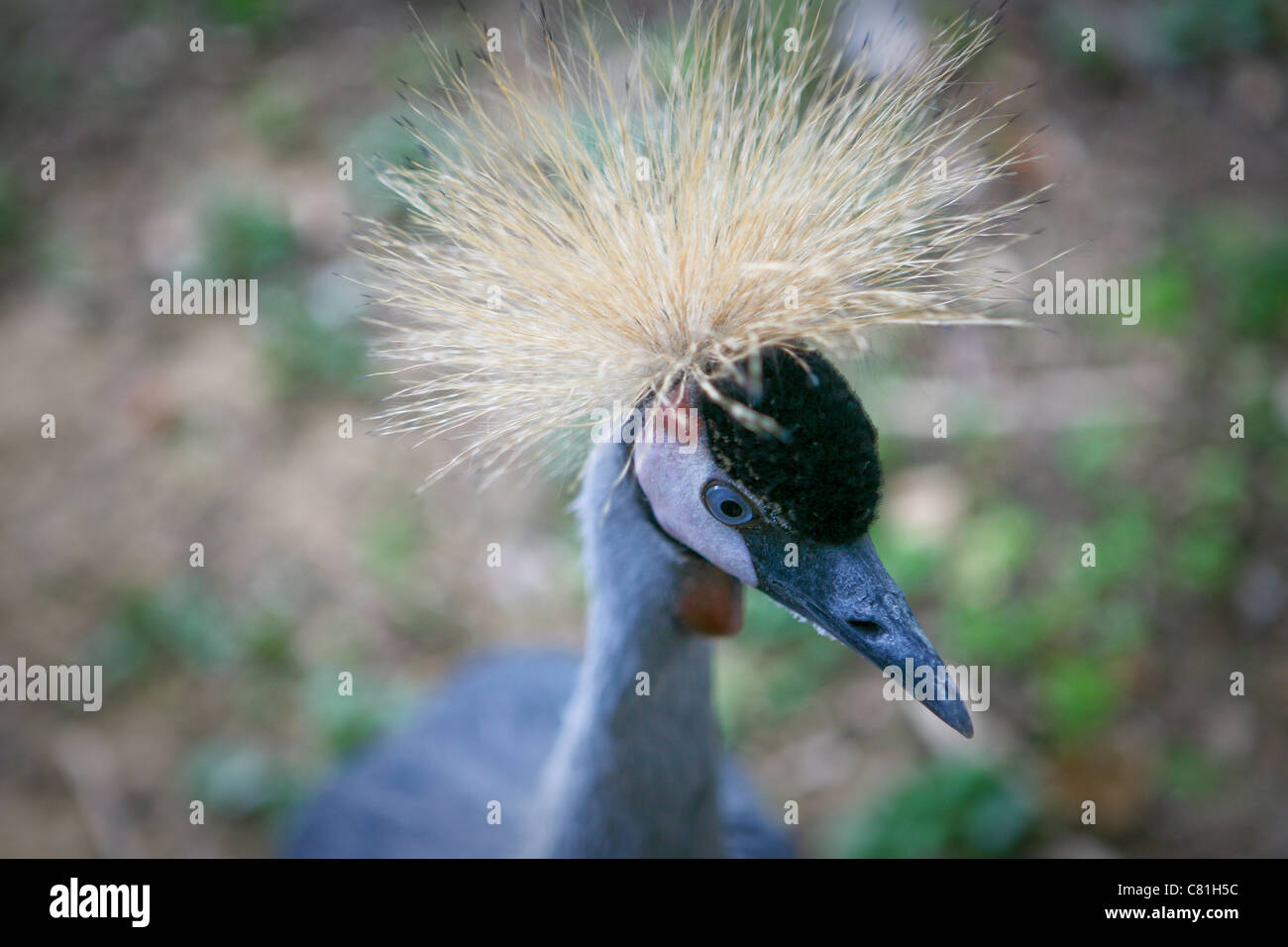 Balearica regulorum - Grey Crowned Crane, close up of head Stock Photo