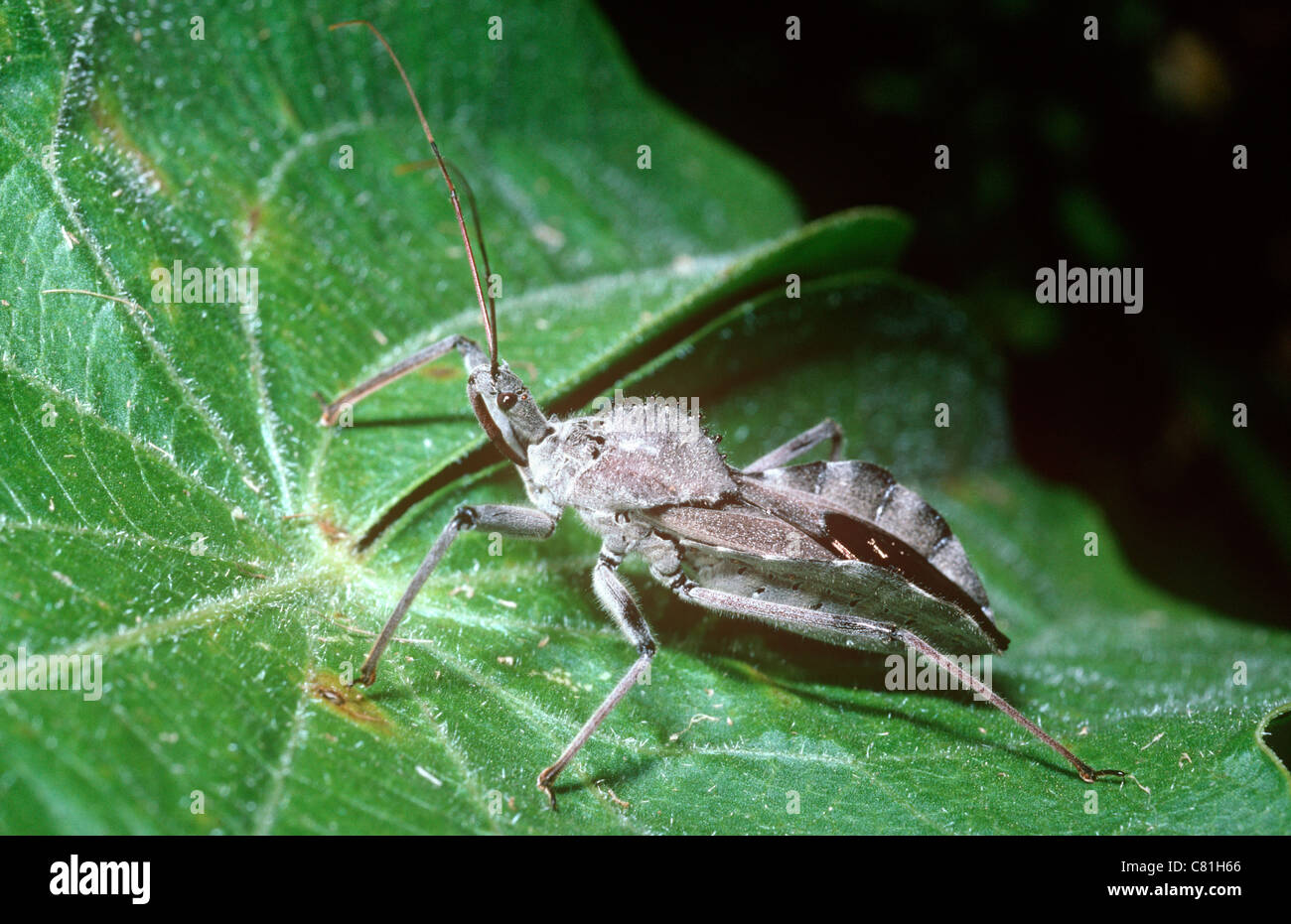 Wheel bug, an assassin bug (Arilus cristatus Reduviidae) which can