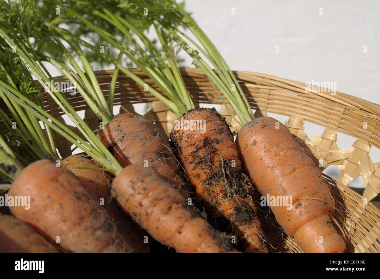 Organically grown carrots Stock Photo Alamy