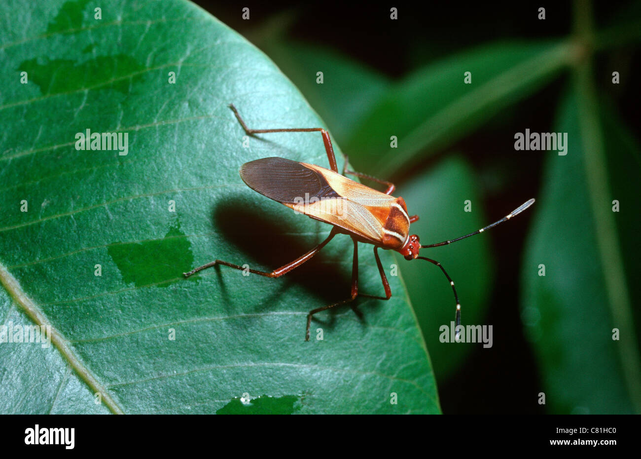 Leaf-footed bug (Hypselonotus interruptus: Coreidae), warningly ...