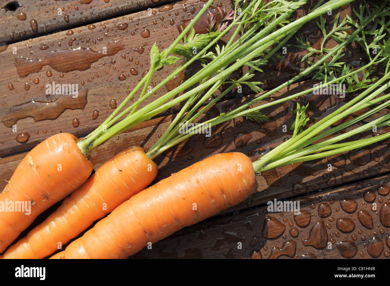 Organically grown carrots Stock Photo Alamy