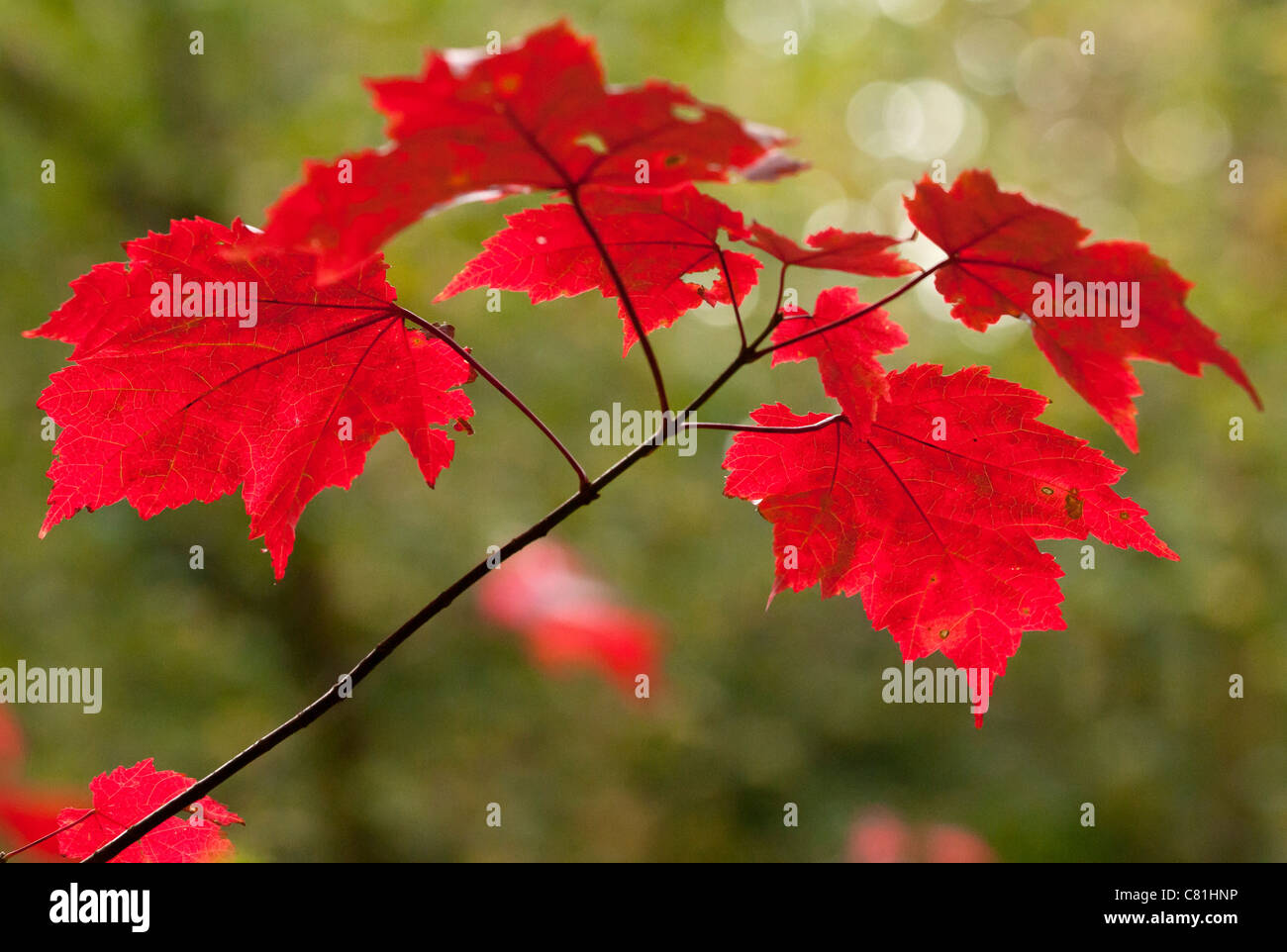 Norway red maple hi-res stock photography and images - Alamy