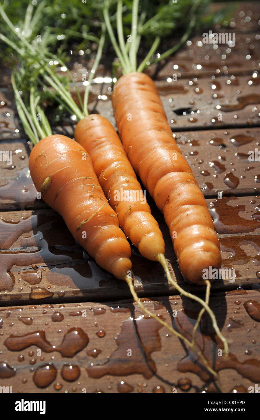 Organically grown carrots Stock Photo Alamy