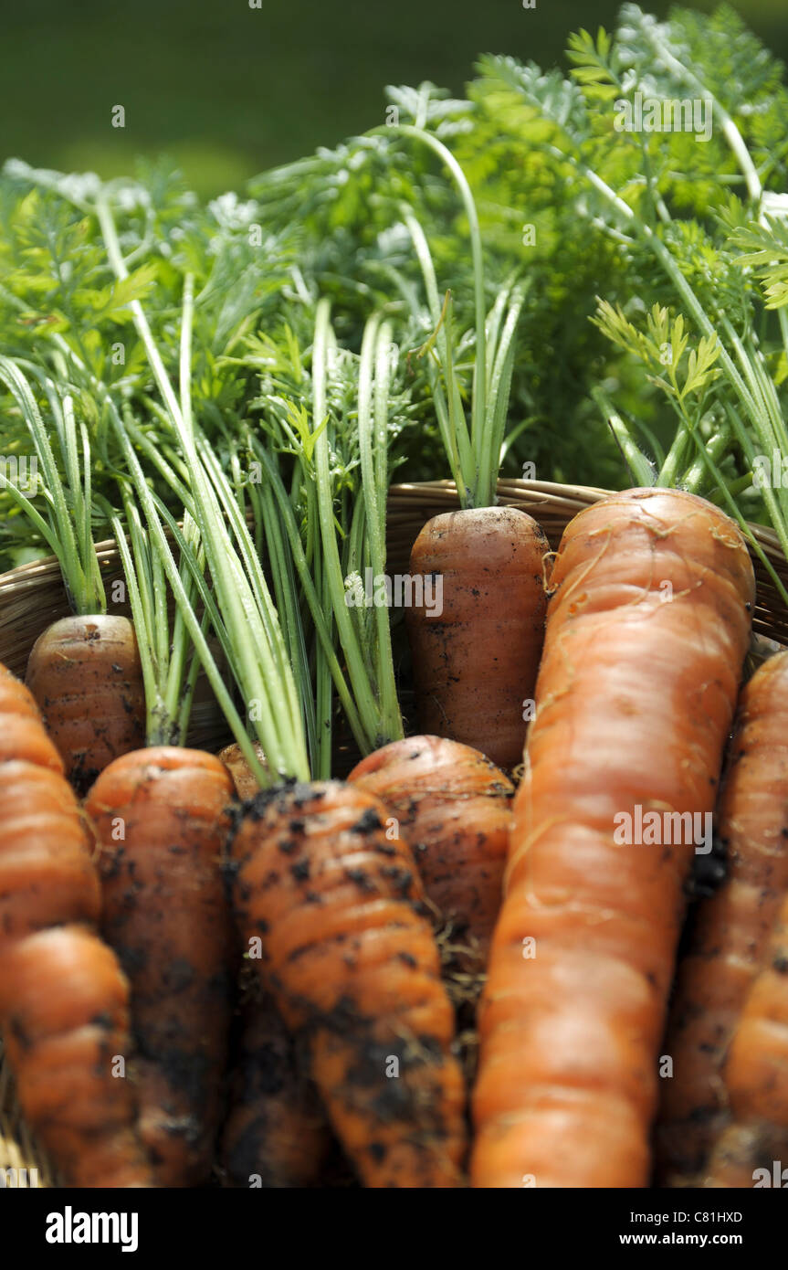Organically grown carrots Stock Photo Alamy