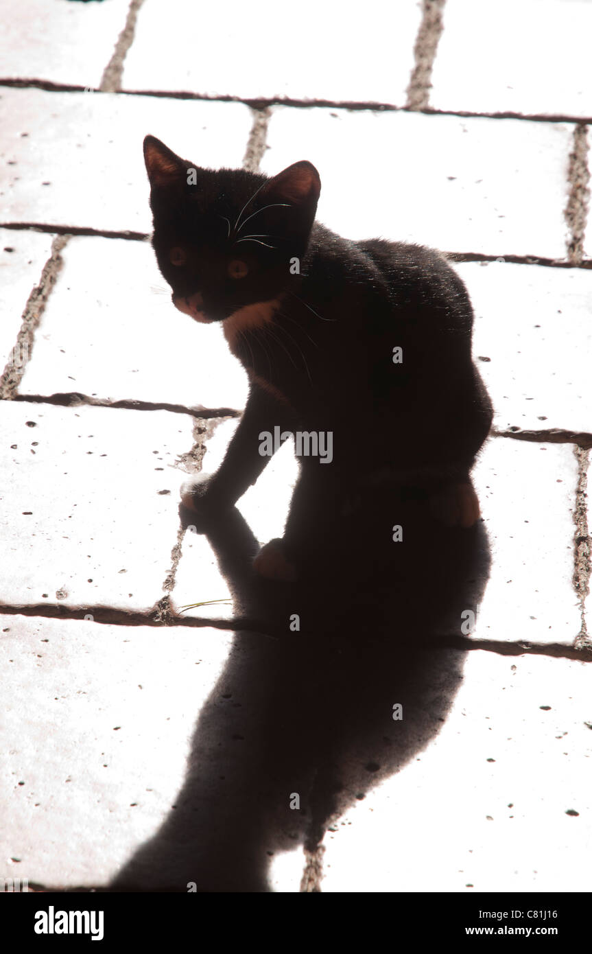 Cat Noir High Resolution Stock Photography And Images Alamy