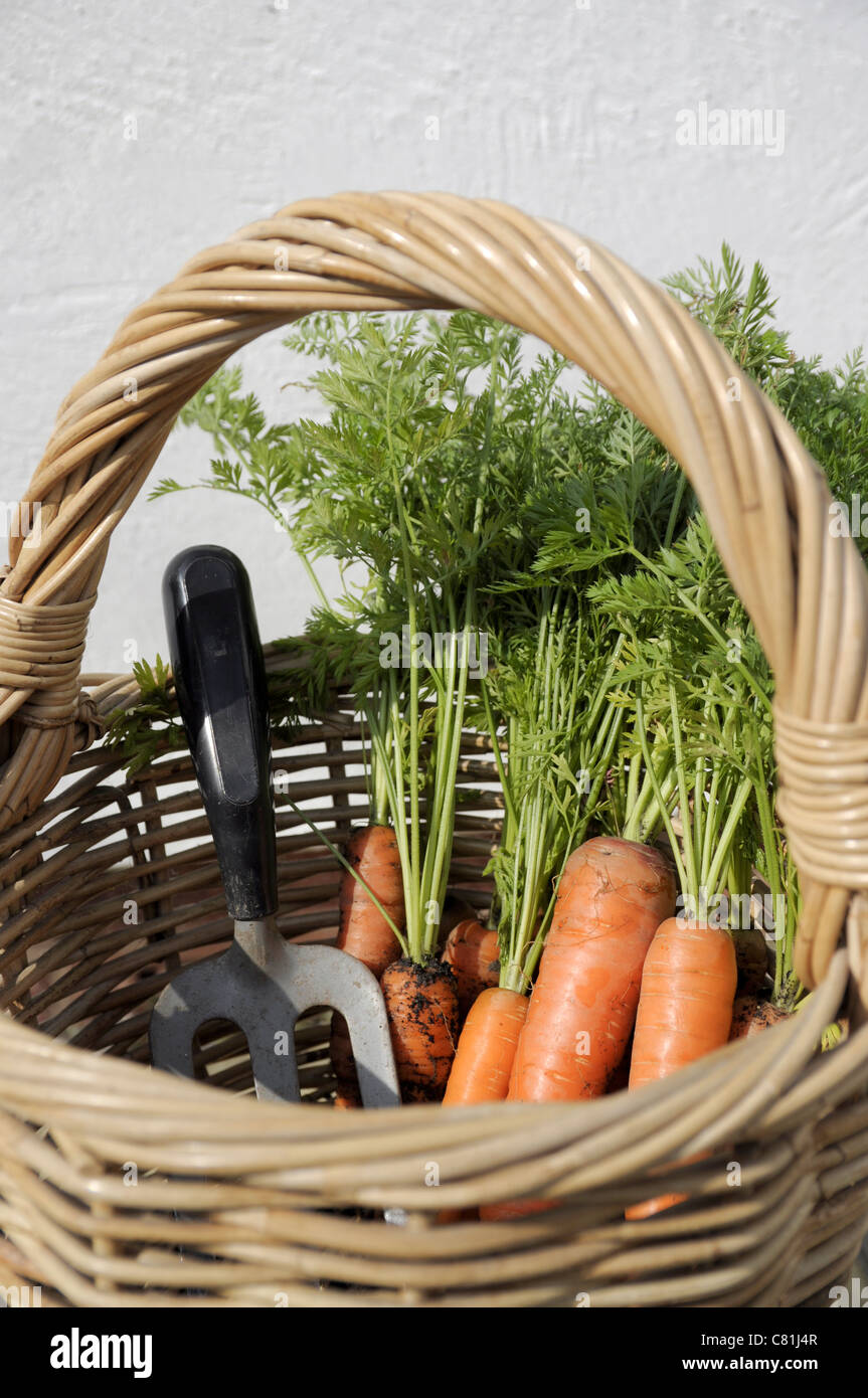 Organically grown carrots Stock Photo Alamy