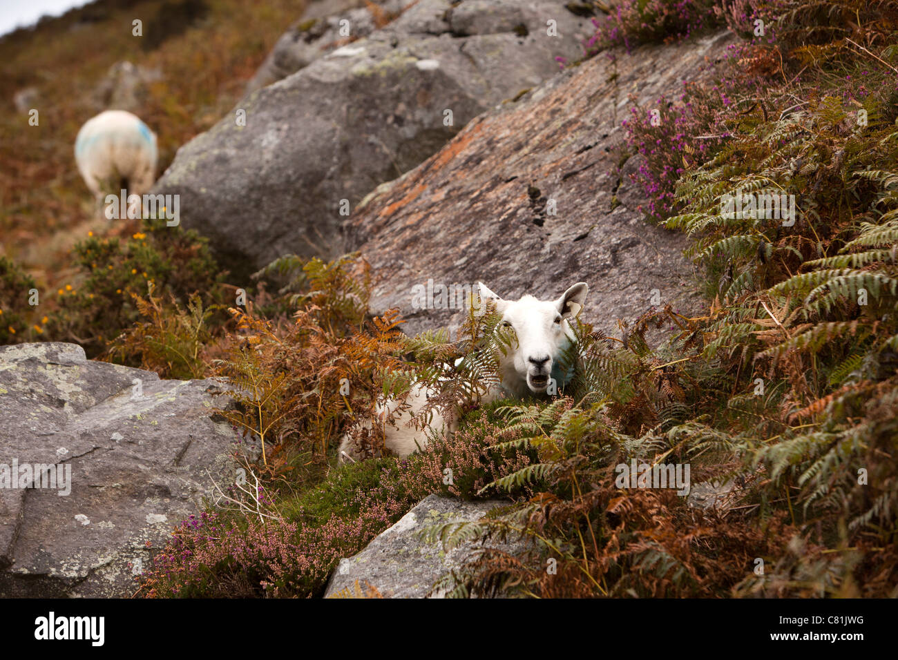 Ireland, Co Wicklow, Glenmacnass, sheep grazing in bracken on wet hillside Stock Photo