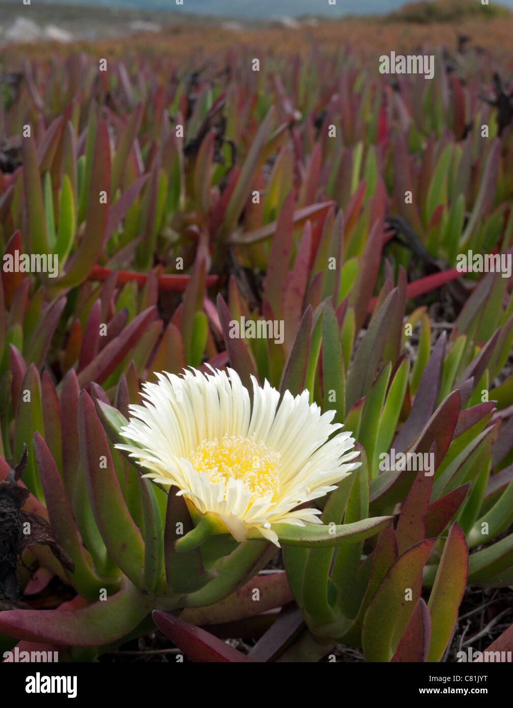 A Hottentot fig (Carpobrotus edulis) flower at Cabo da Roca in Portugal. The plant is an invasive species from South Africa. Stock Photo