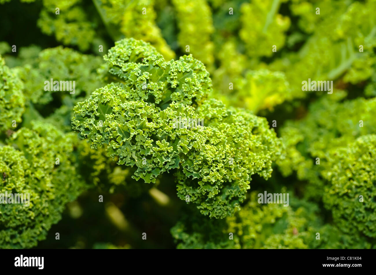 green kale Stock Photo