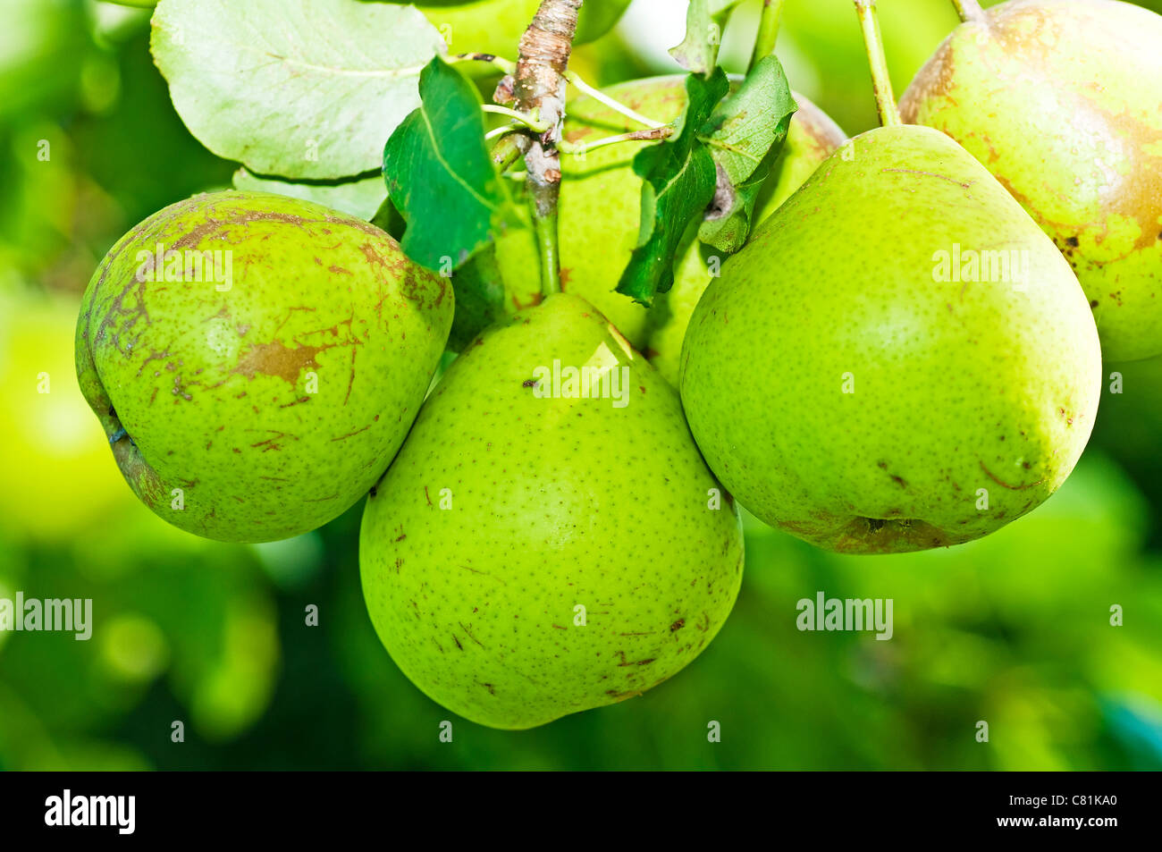 pear for preparation of German cider Stock Photo Alamy