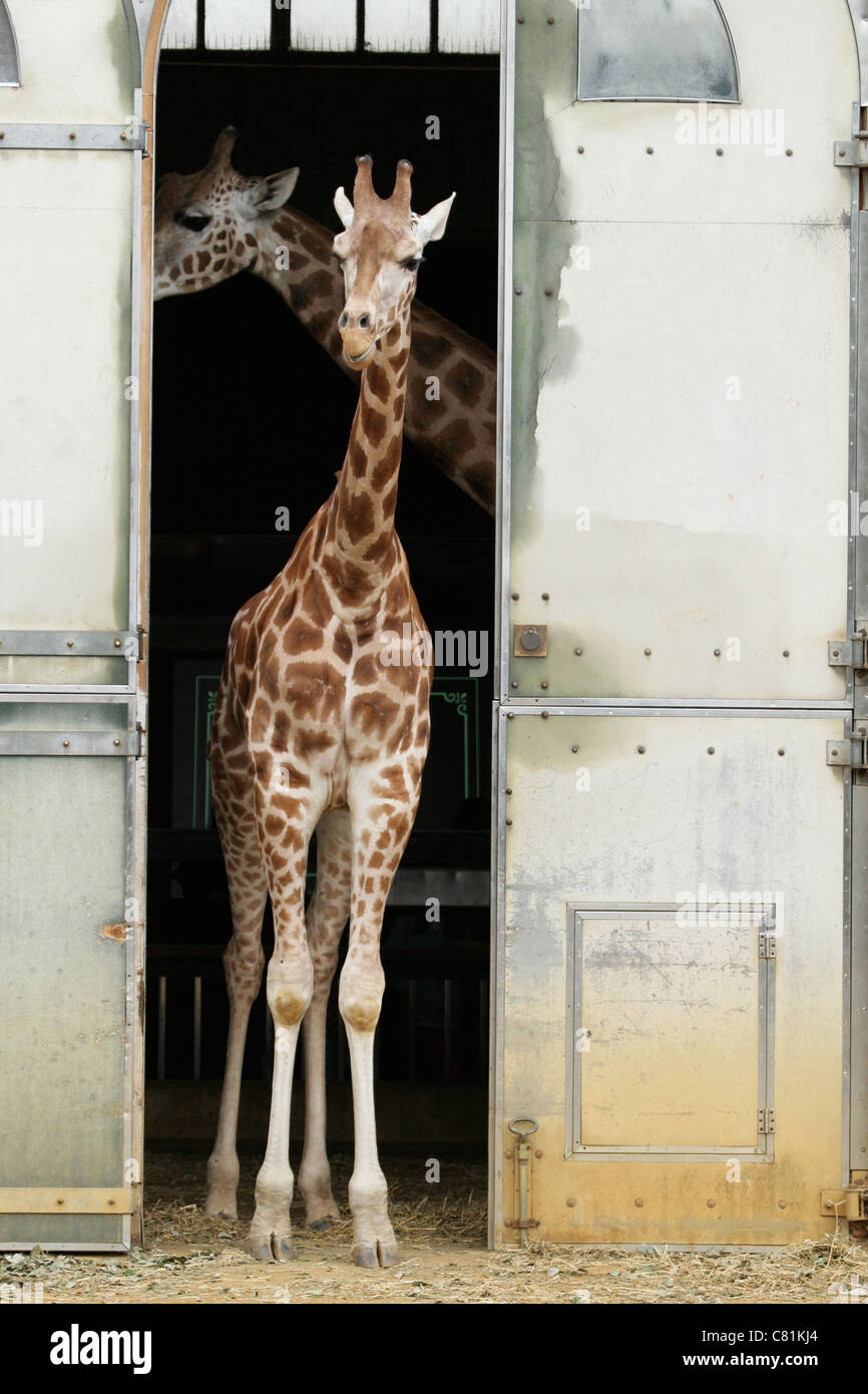 Two giraffes at London Zoo Stock Photo Alamy