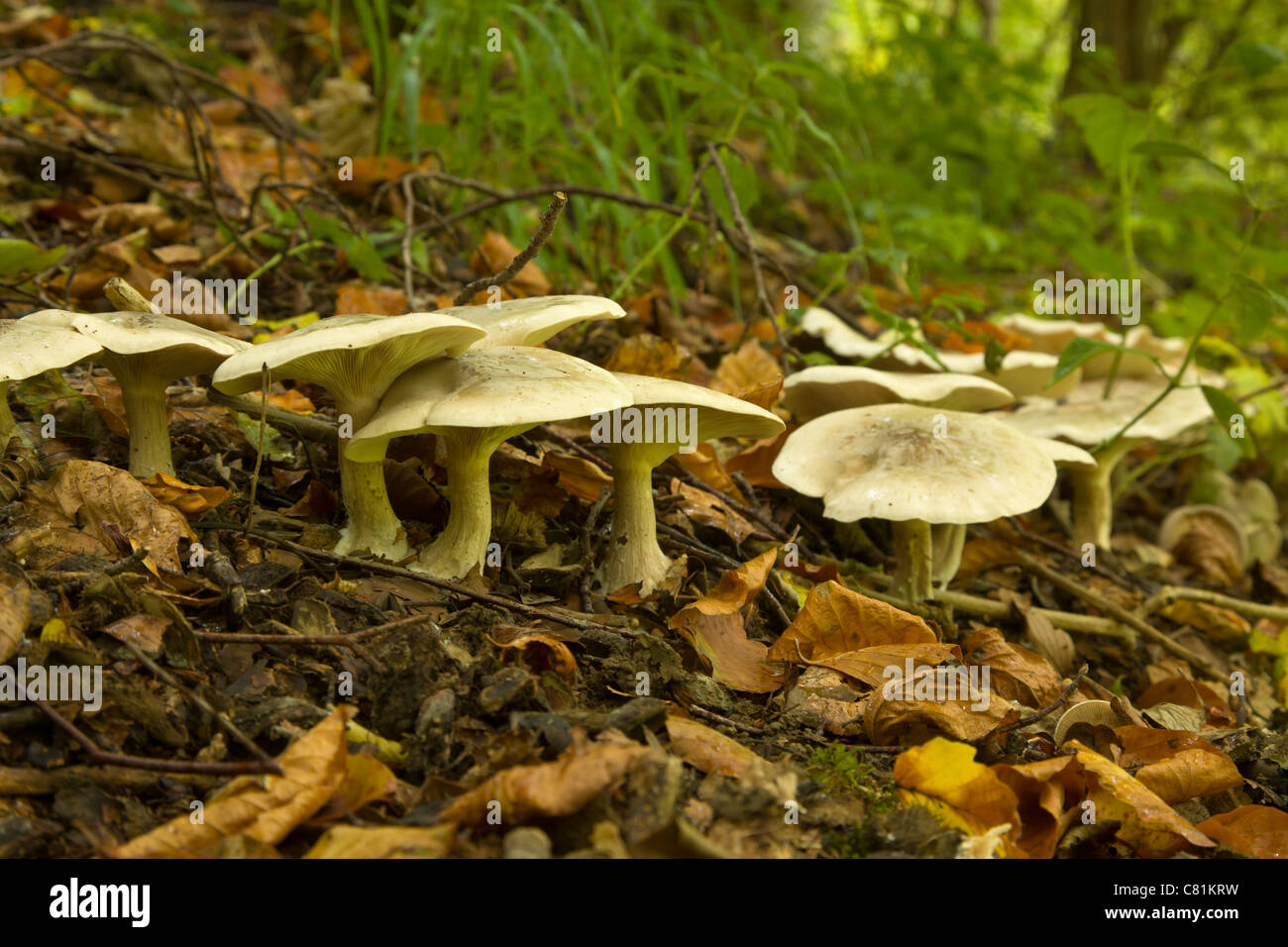 Club Fungi High Resolution Stock Photography And Images Alamy