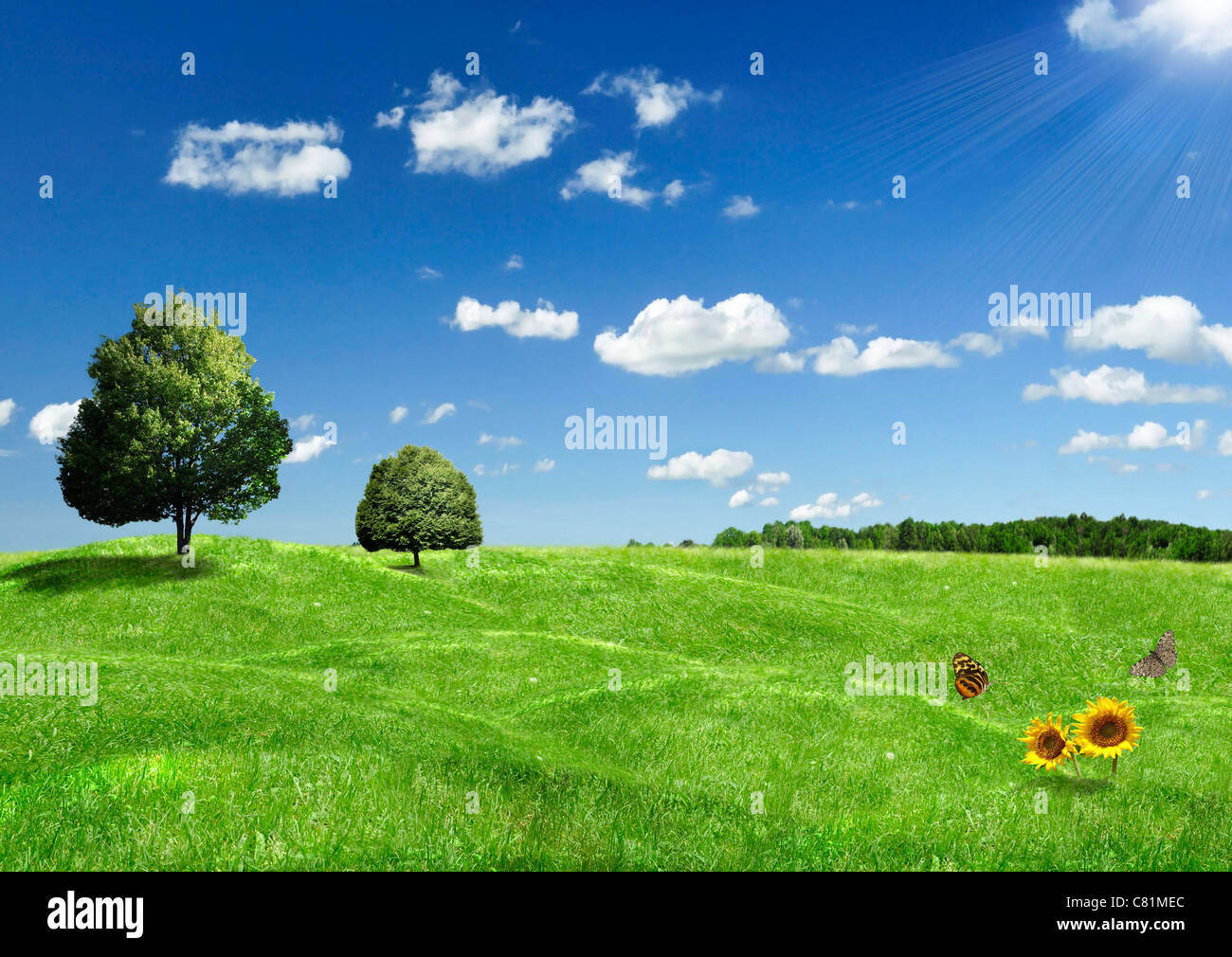 Summer trees flowers hi-res stock photography and images - Alamy