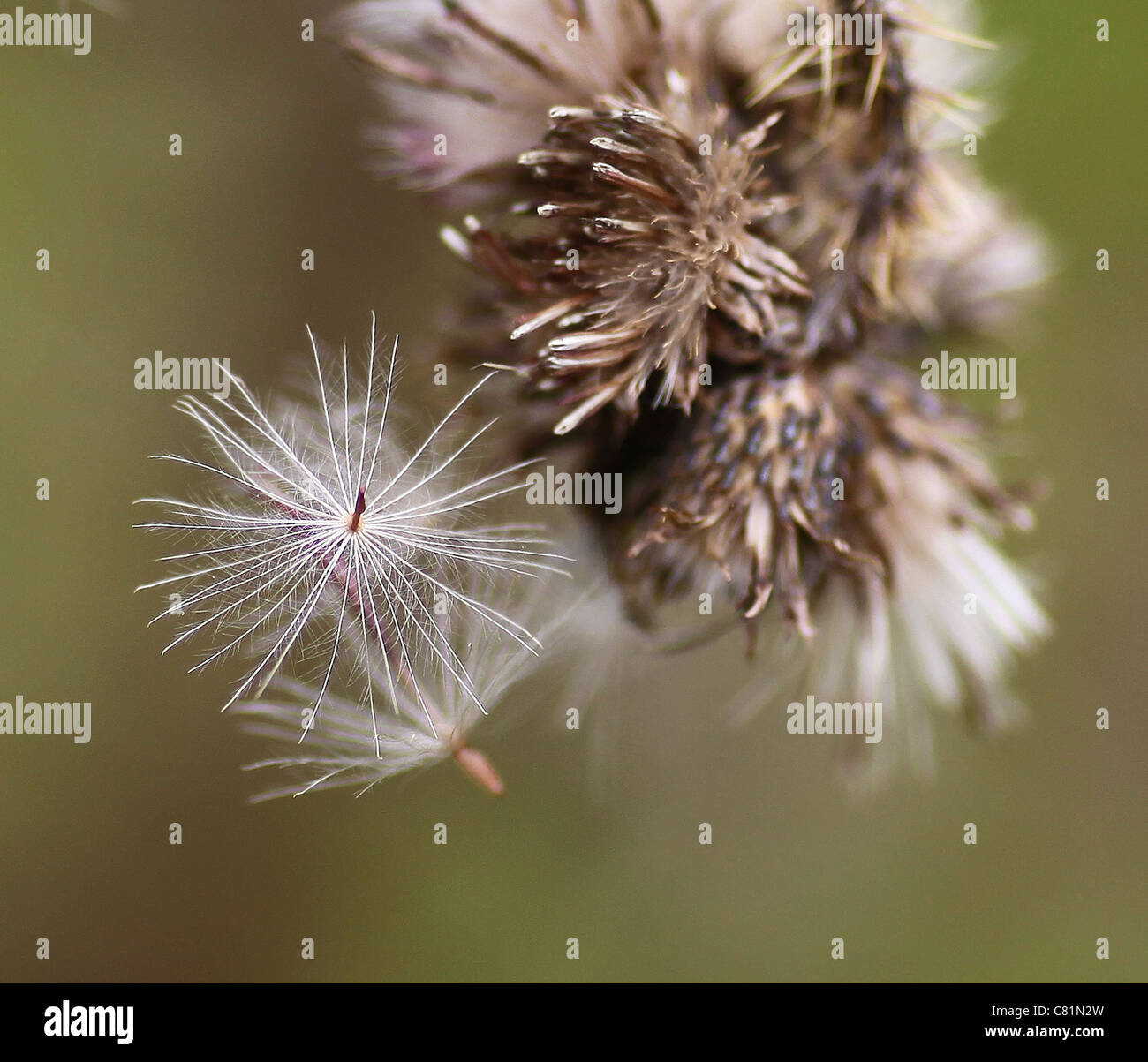 A close up or macro shot of Thistledown or the seed heads of a thistle
