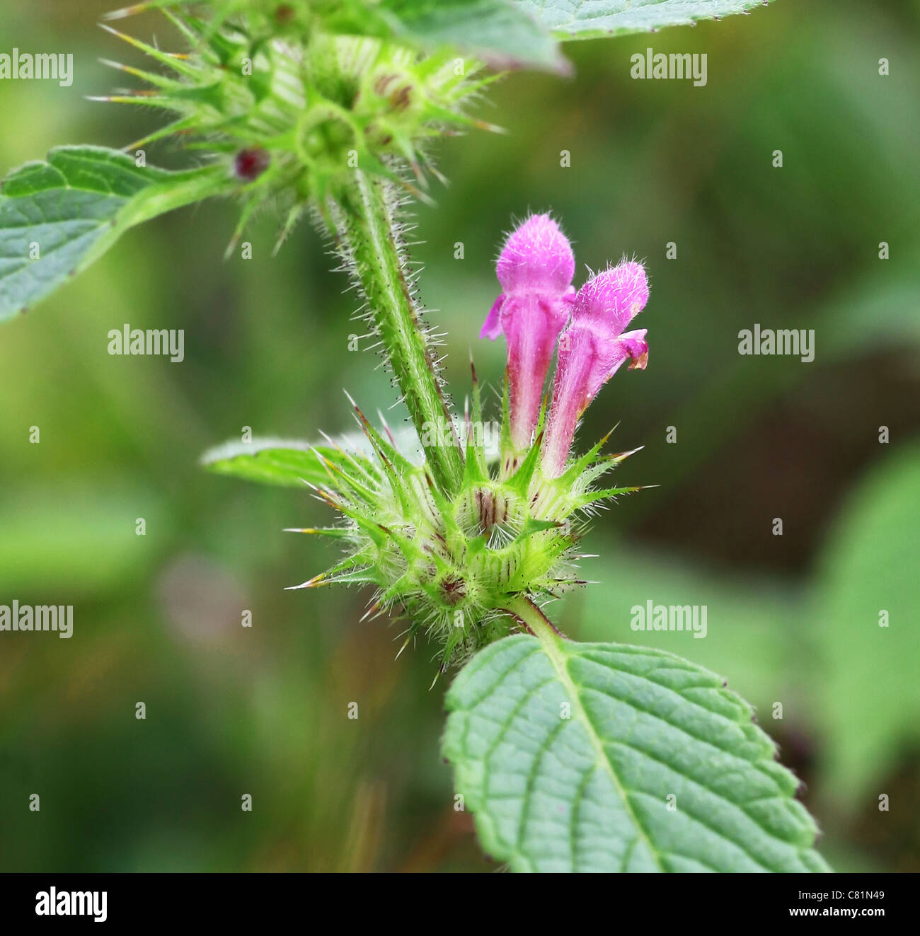 Common (Galeopsis tetrahit) just coming into flower Stock