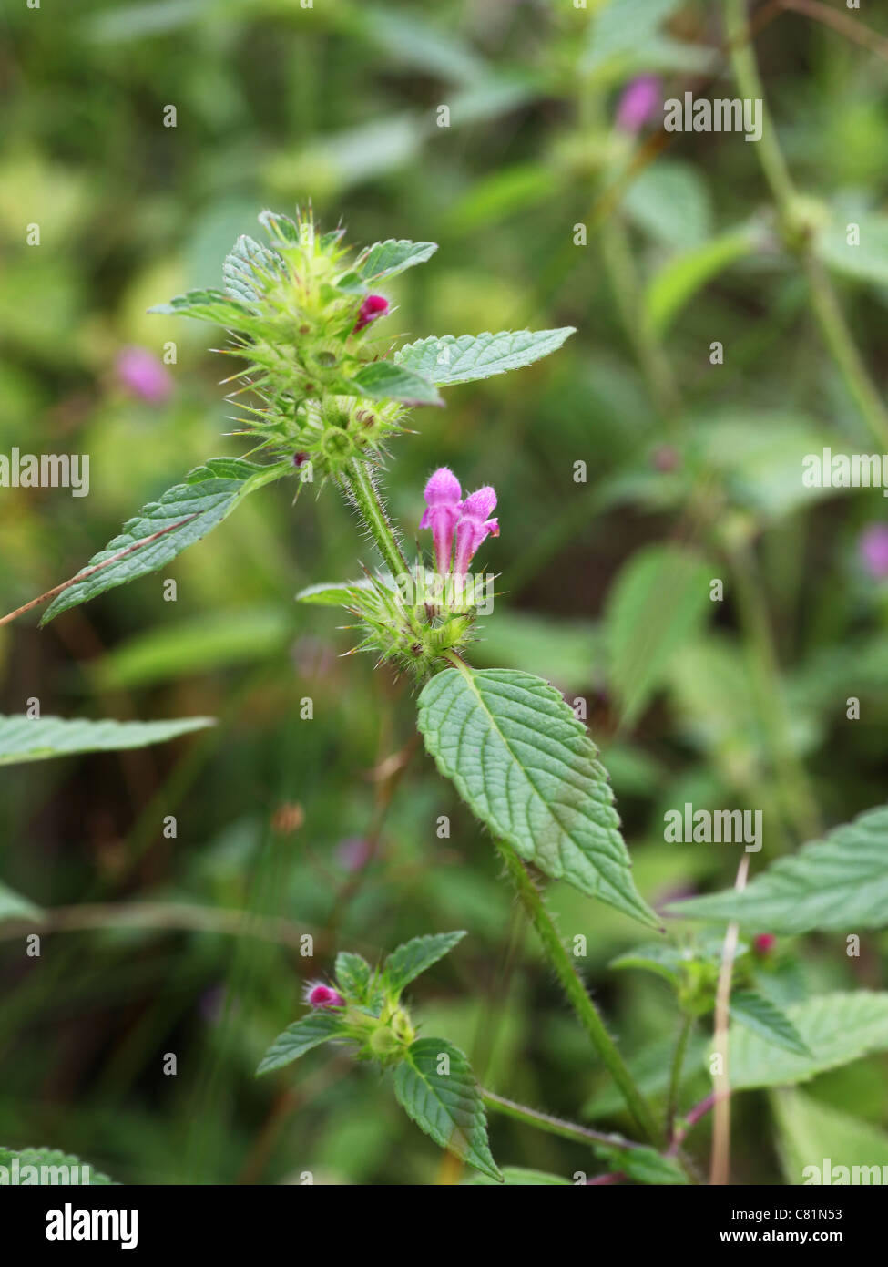 Common (Galeopsis tetrahit) just coming into flower Stock