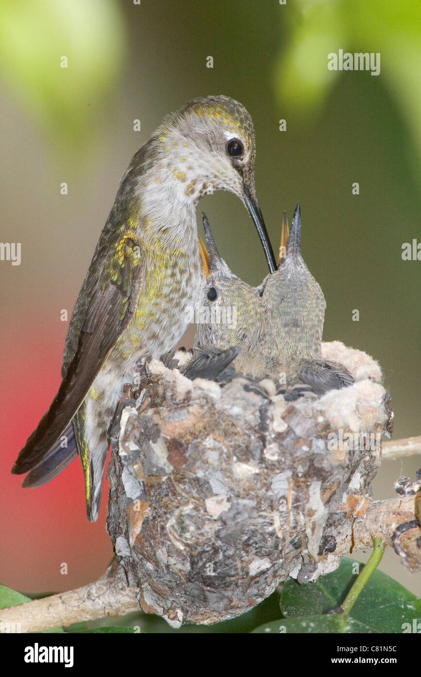 Hummingbird feeding its chicks hi-res stock photography and images - Alamy