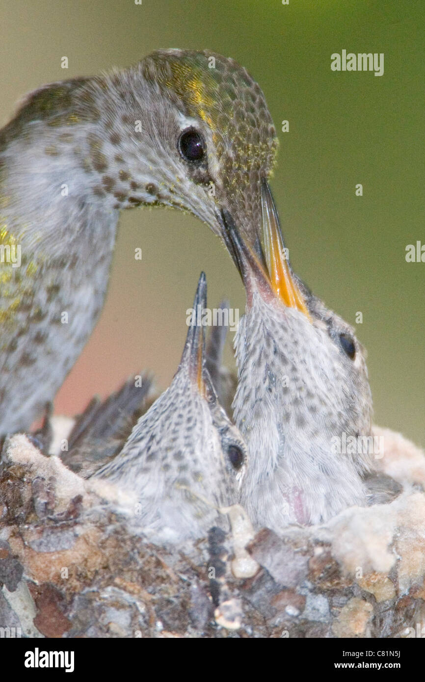 Hummingbird feeding its chicks hi-res stock photography and images - Alamy