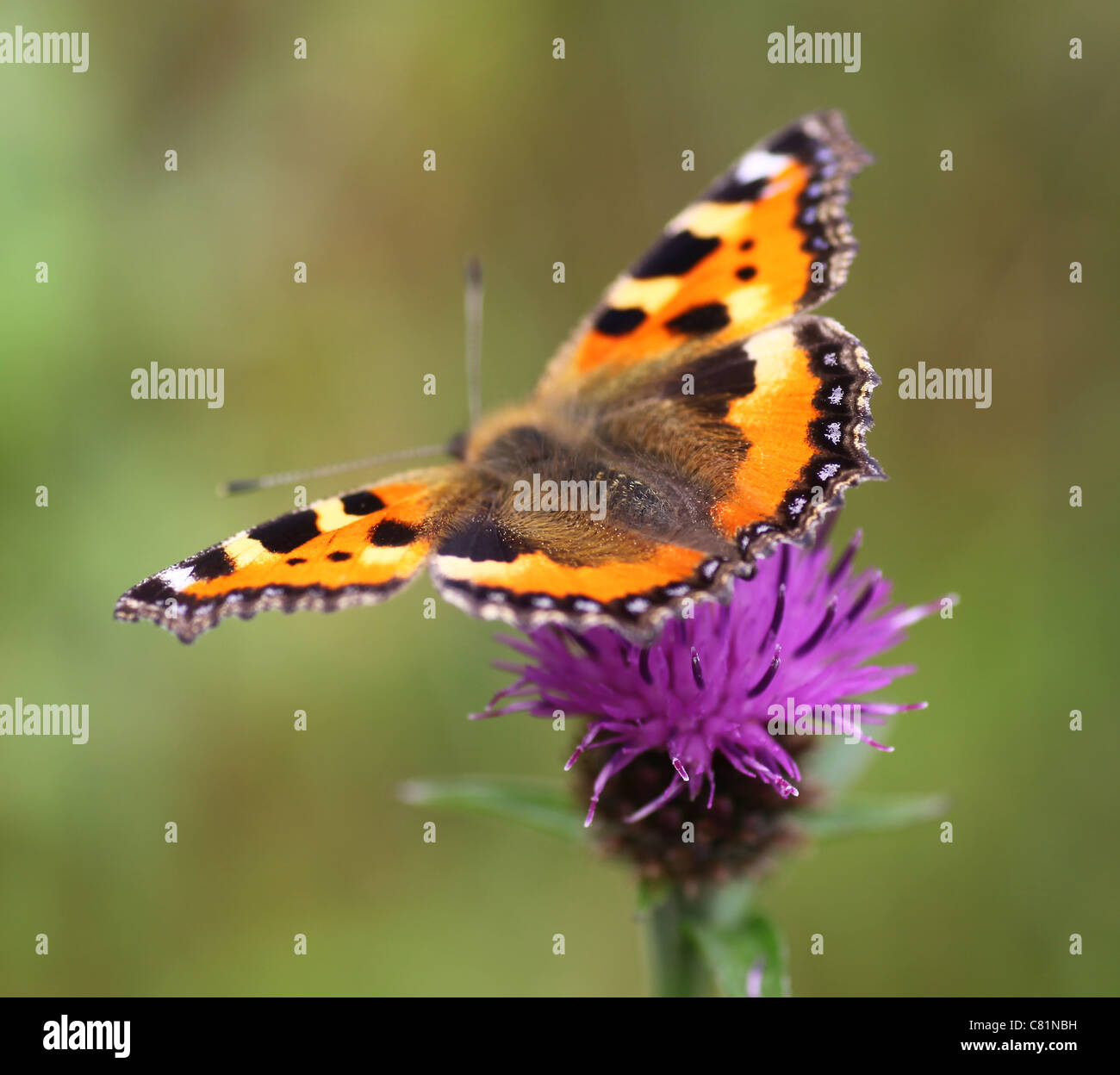 A Small Tortoiseshell (Nymphalis urticae) butterfly on a Common Knapweed (Centaurea nigra) flower Stock Photo