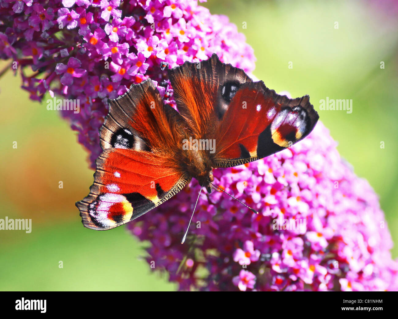 A close up or macro shot of a Peacock (Inachis io) or (Nymphalis io) Butterfly on a purple Buddleia davidii flower Stock Photo