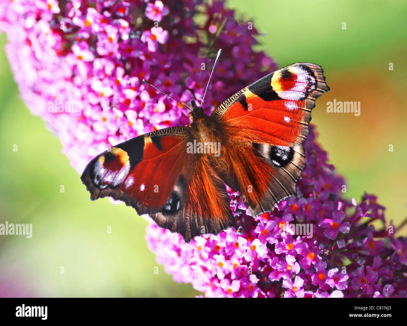 A close up or macro shot of a Peacock (Inachis io) or (Nymphalis io) Butterfly on a purple Buddleia davidii flower Stock Photo