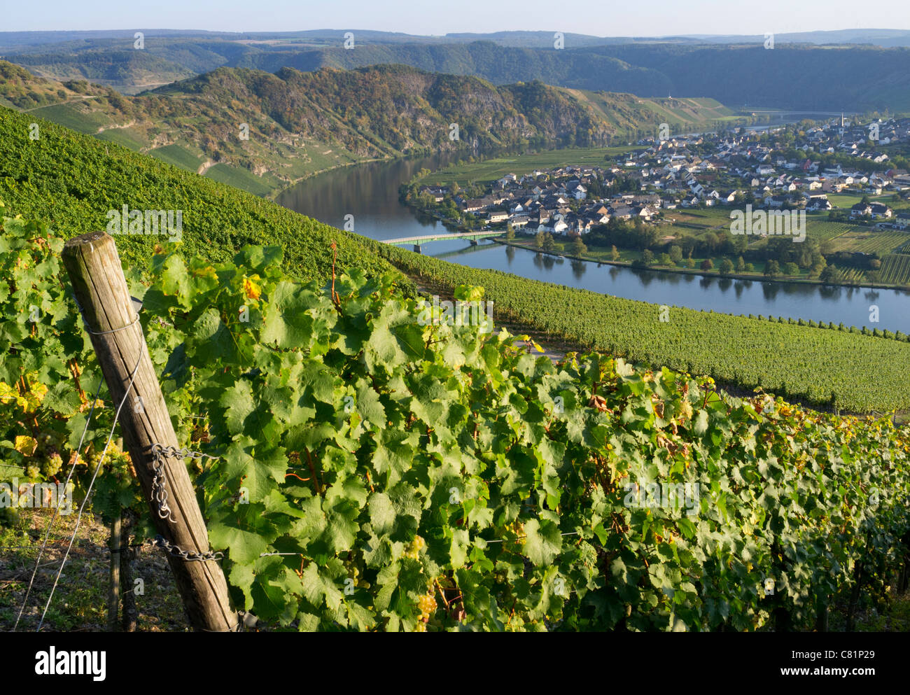 View of Piesport village from vineyards in Mosel Valley in Germany Stock Photo