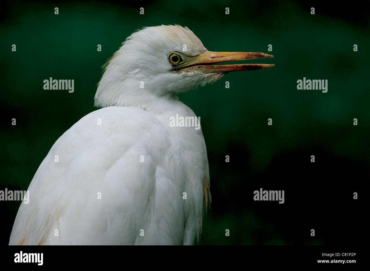Intimate portrait of a Cattle Egret (Bubulcus ibis) Stock Photo