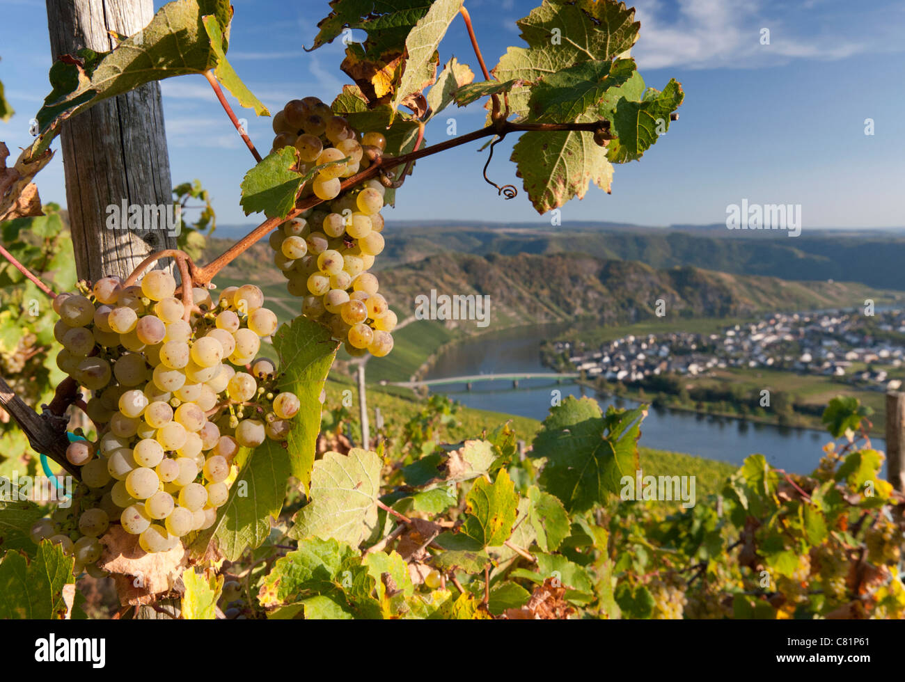 View of Piesport village from vineyard in Mosel Valley in Germany Stock Photo