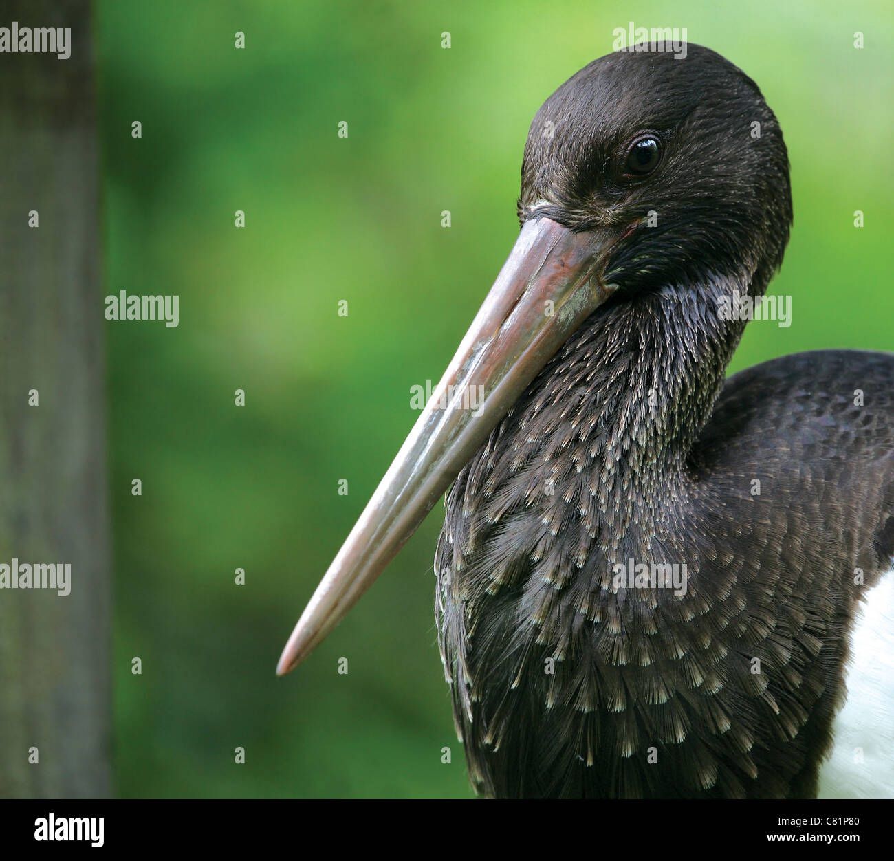 Portrait of a Black Stork (Ciconia nigra) Stock Photo