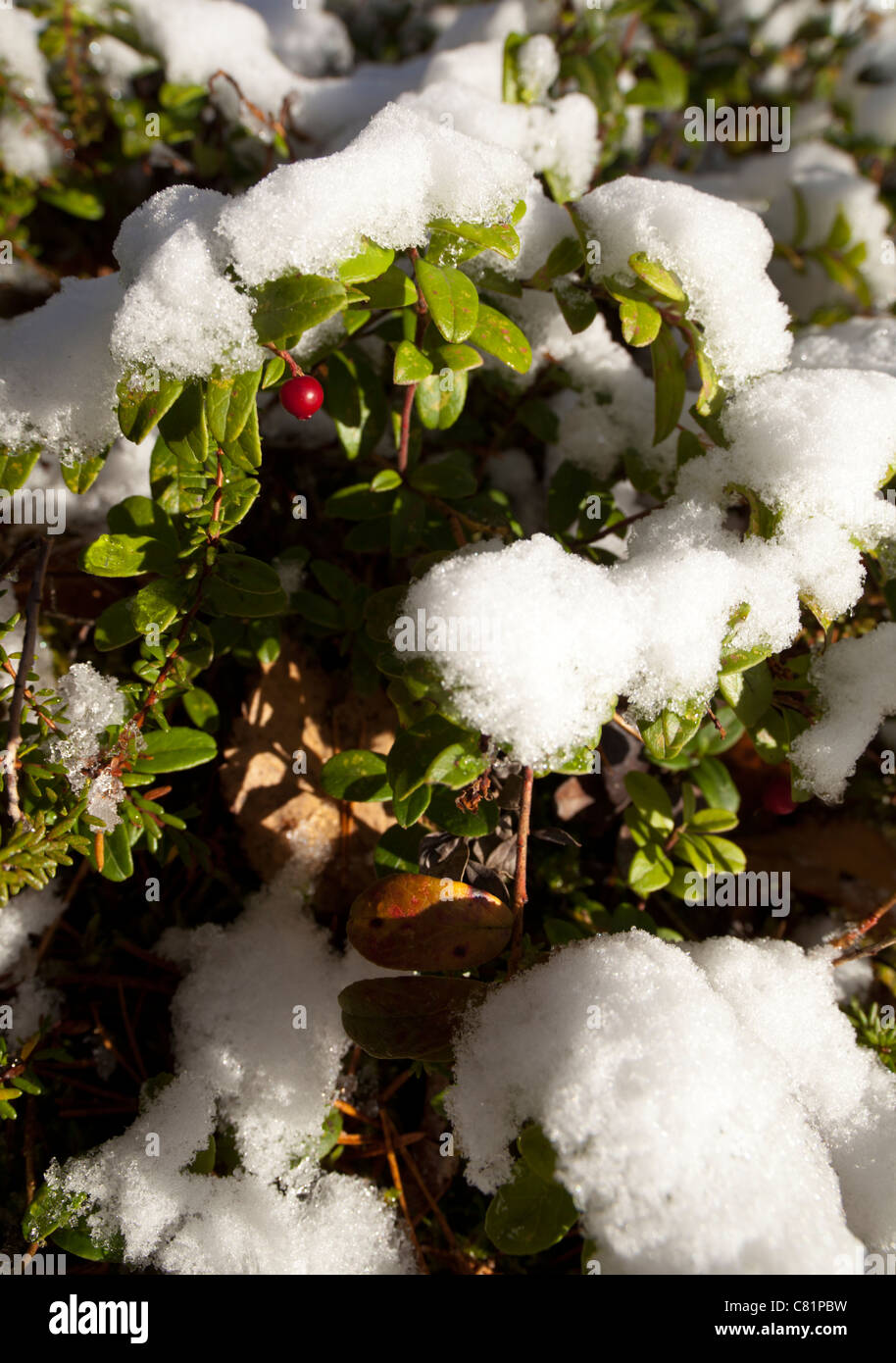 Snow covered cowberry ( Vaccinium vitis-idaea ) shrubs , Finland Stock Photo