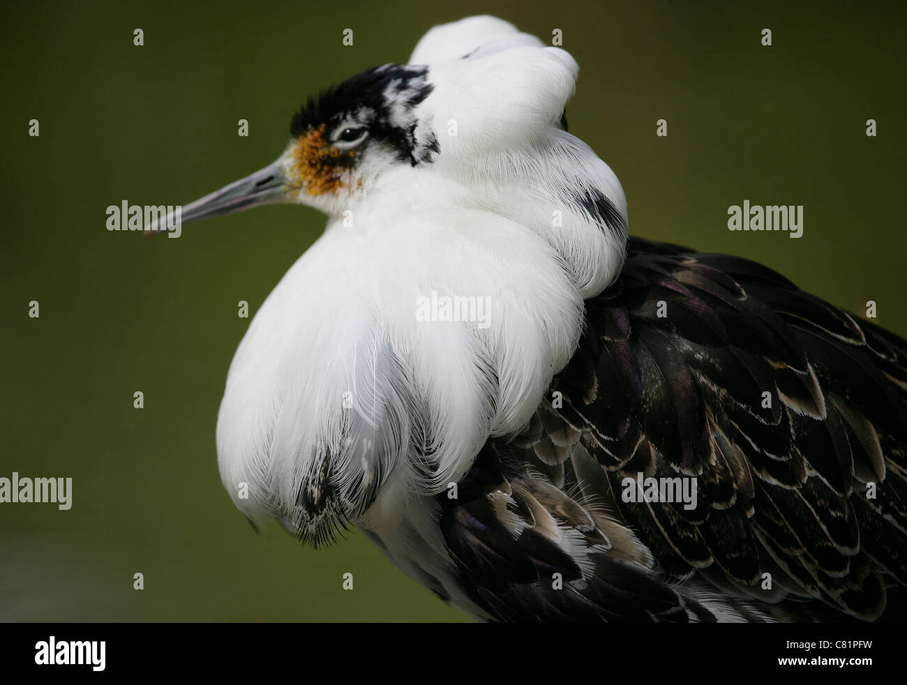 Portrait of a male Ruff (Philomachus pugnax) concentrating on the plumage Stock Photo