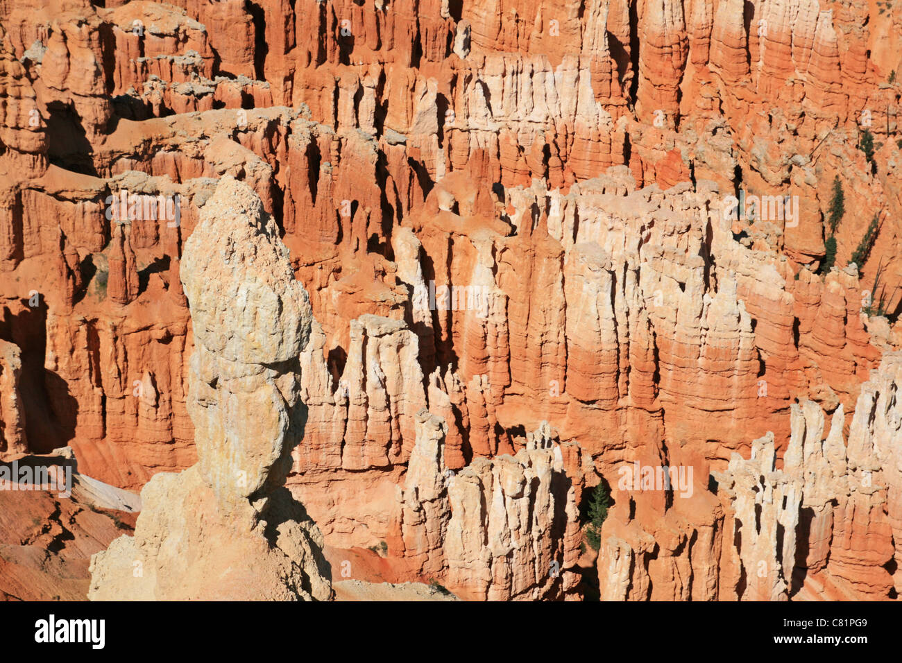 background of red sandstone hoodoos in Bryce Canyon National Park, Utah Stock Photo
