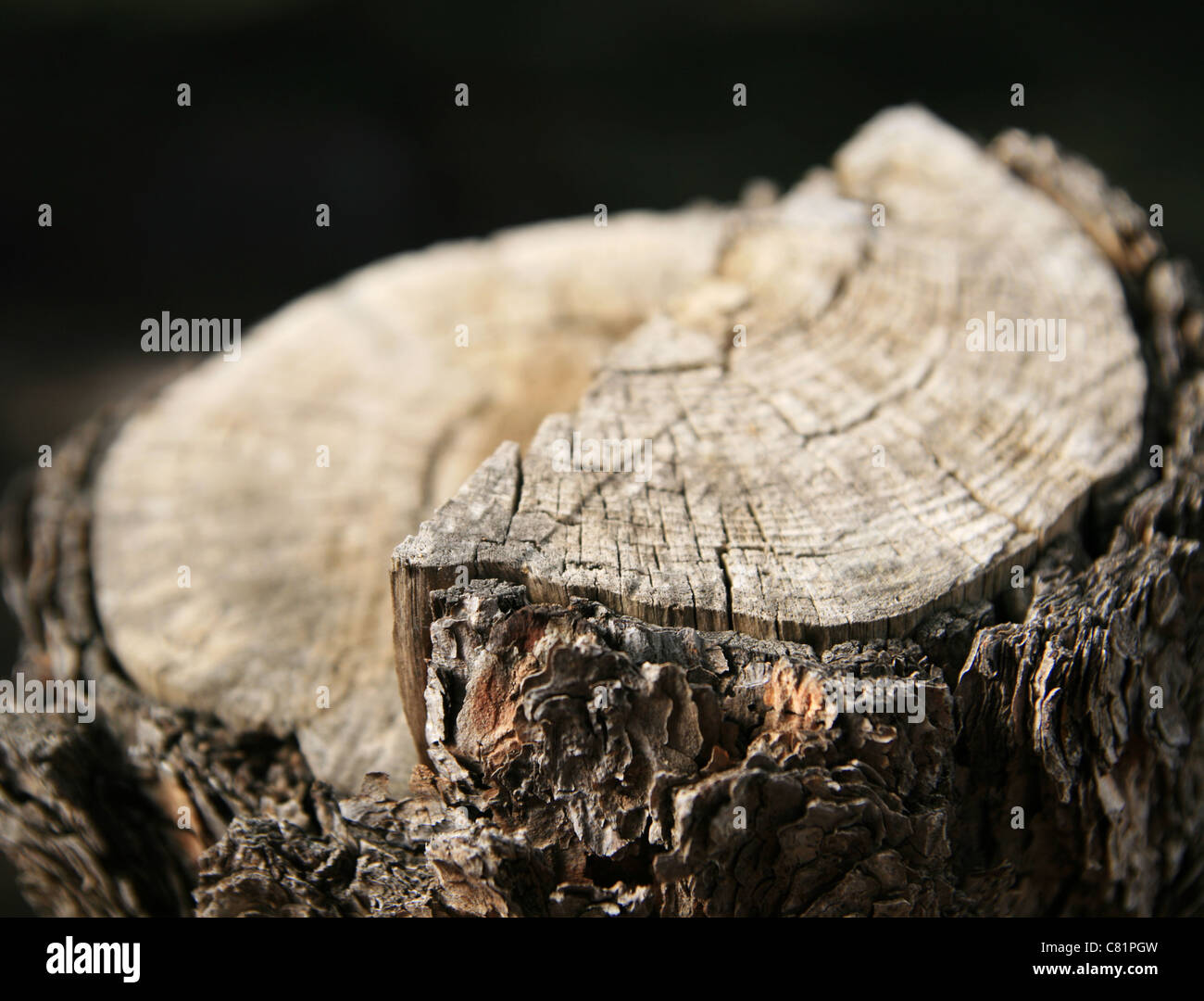 cut pine tree stump with shallow depth of field Stock Photo