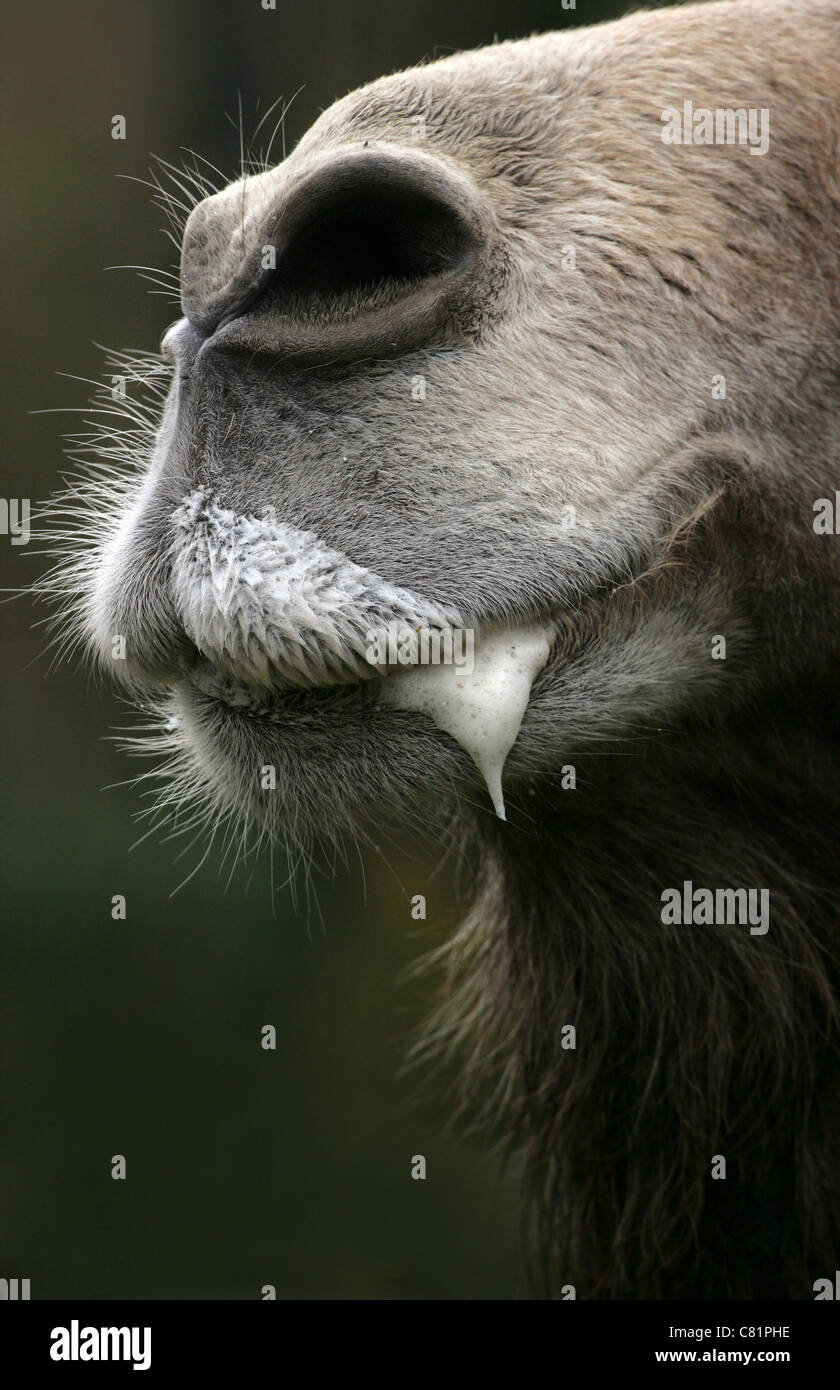 Saliva dripping from the mouth of a Bactrian camel Stock Photo Alamy
