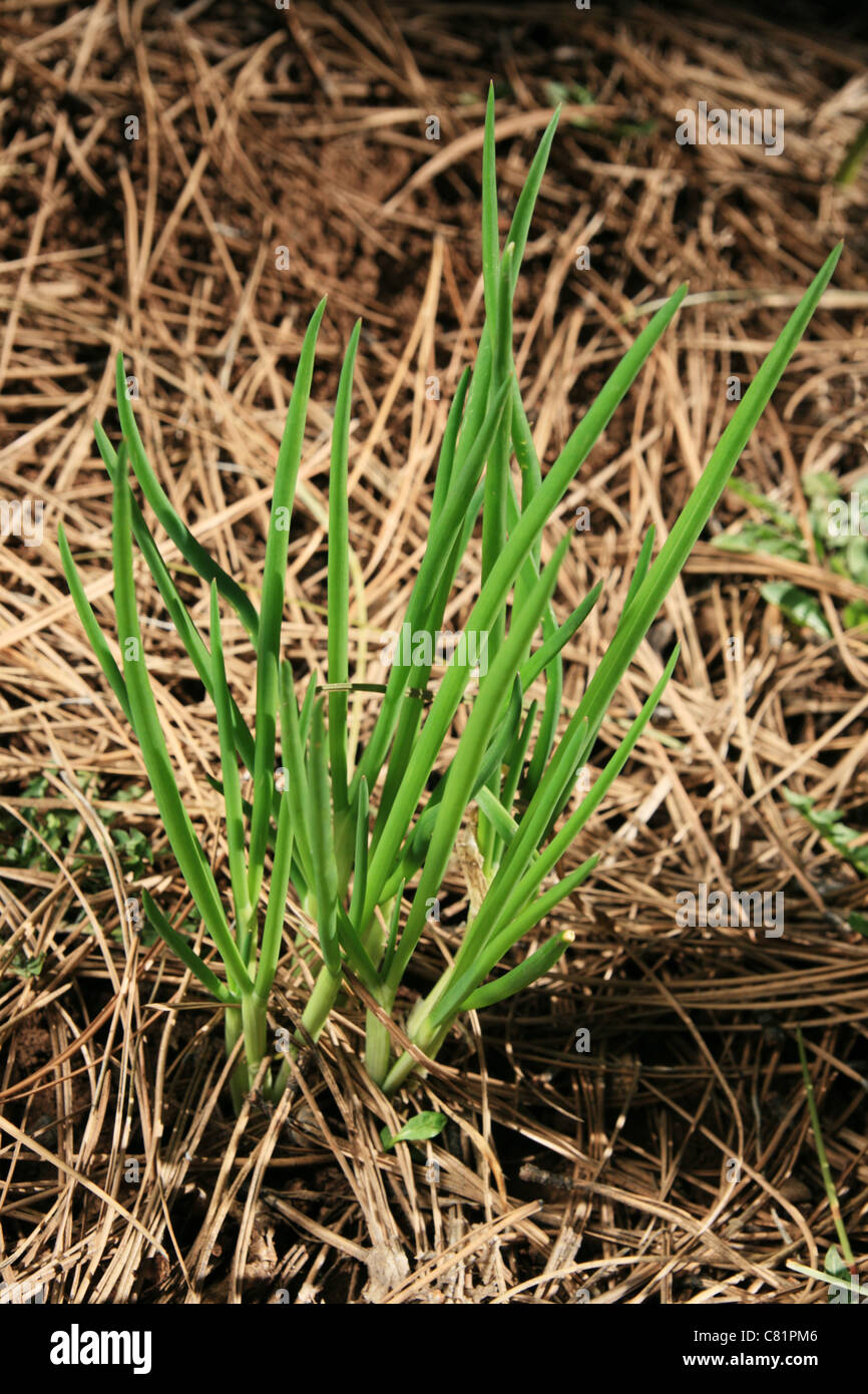 Bunch of shallots stock photo. Image of plant, shallot - 31223948