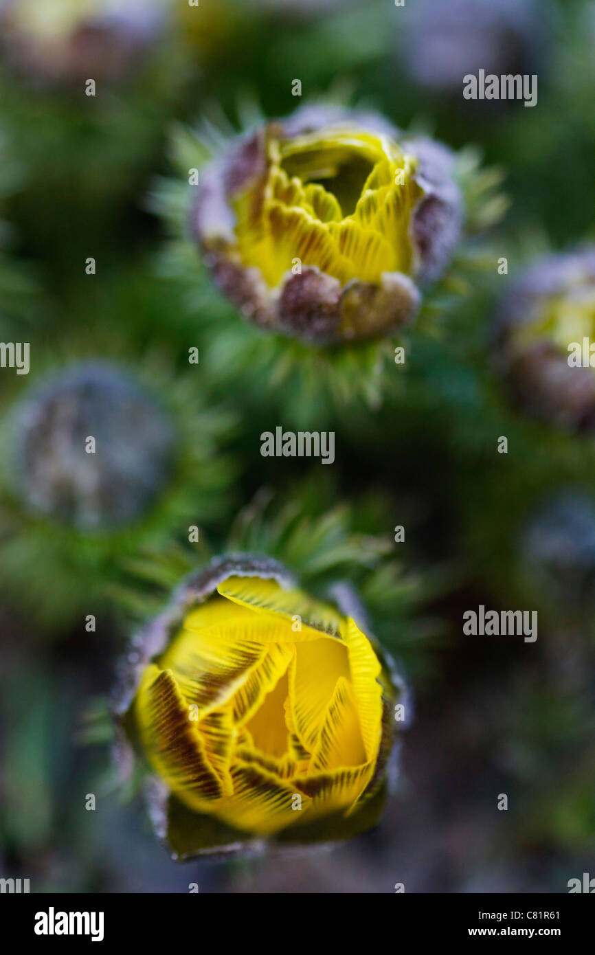 Yellow blossom Pheasant's eye (Adonis vernalis) in spring time. Stock Photo