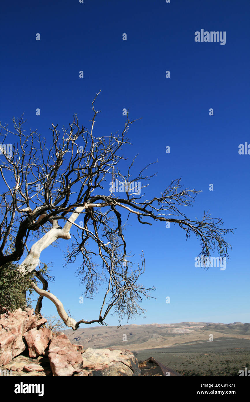 vertical image of blackened burned tree above the desert Stock Photo