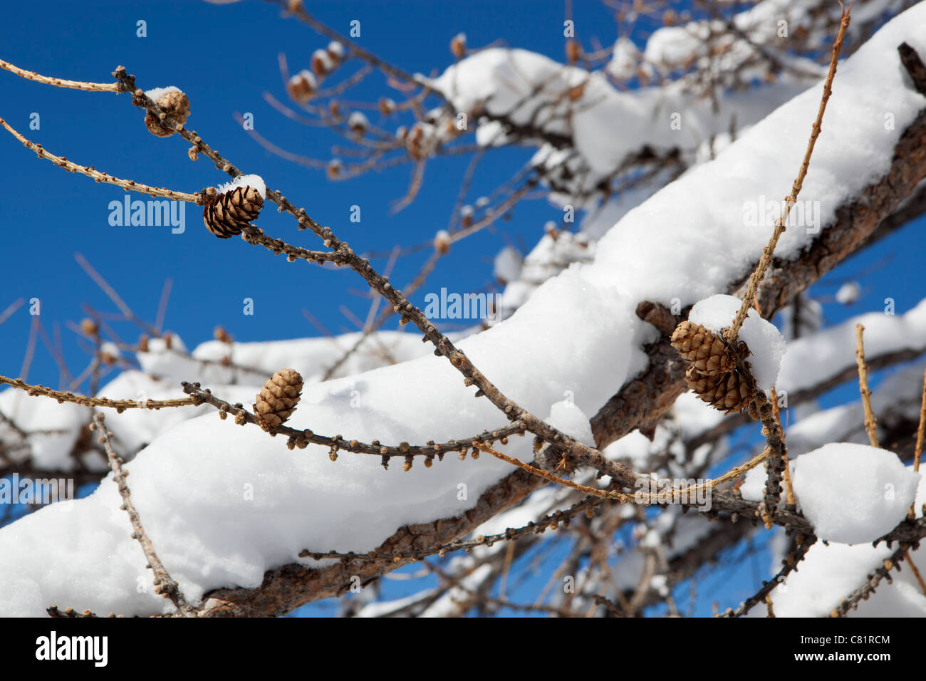 Snow cones hi-res stock photography and images - Alamy